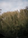 Taojiang bamboo