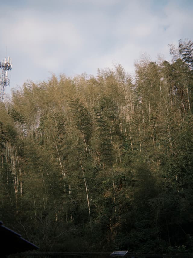 Taojiang bamboo