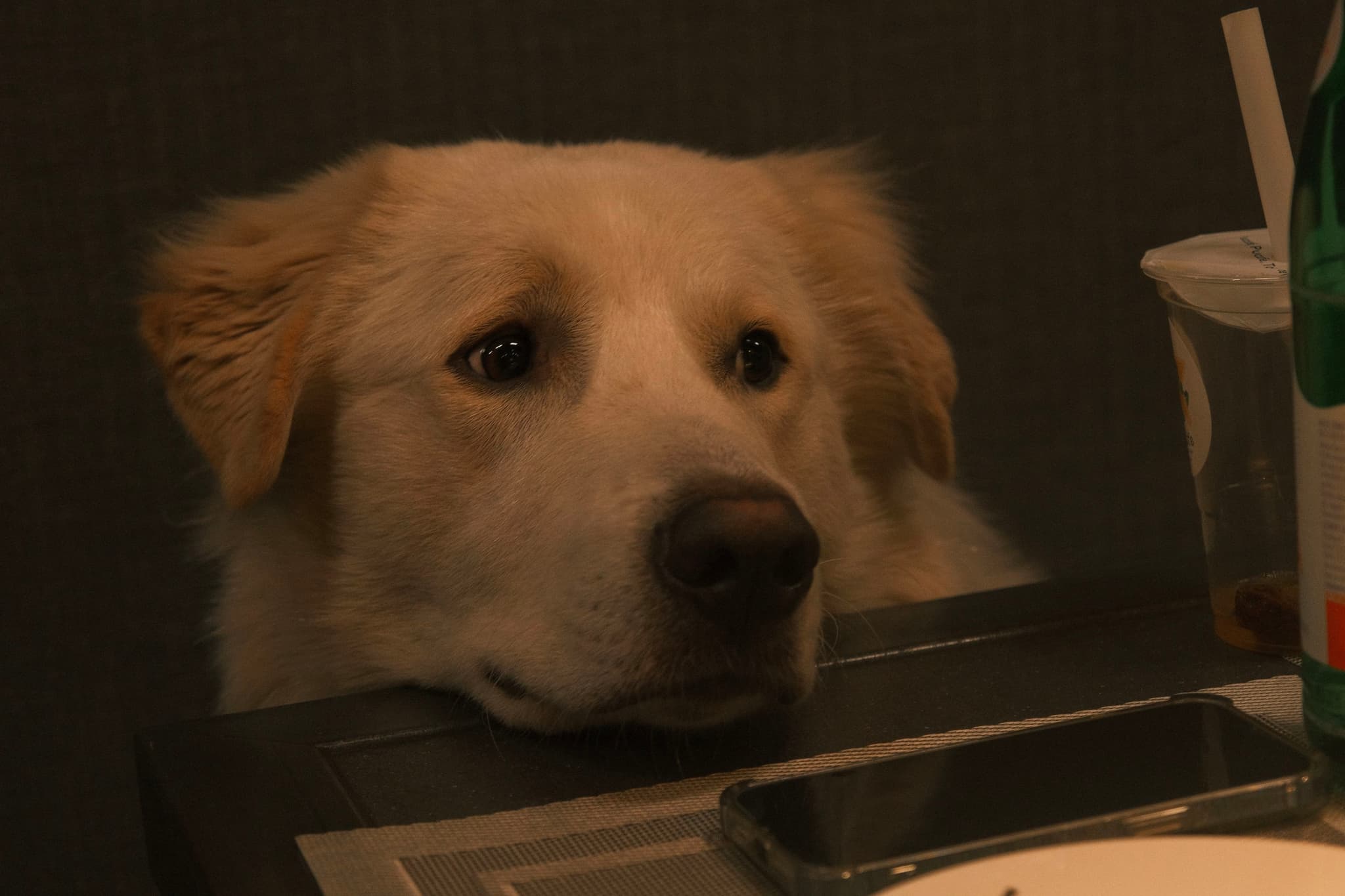doggy