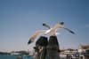 Pigeon in Venice