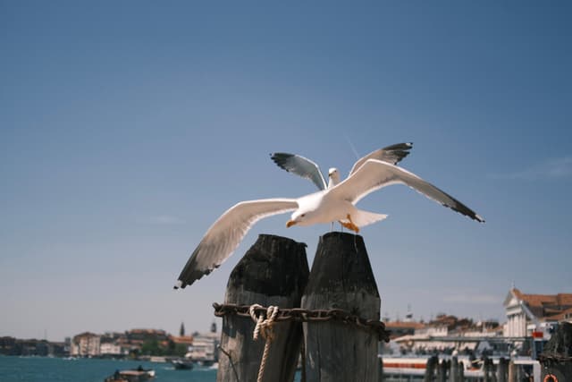 Pigeon in Venice