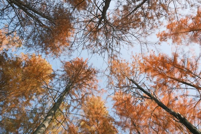 Changsha Autumn